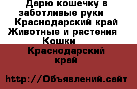 Дарю кошечку в заботливые руки  - Краснодарский край Животные и растения » Кошки   . Краснодарский край